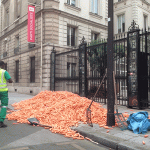 Carottes 22 juillet