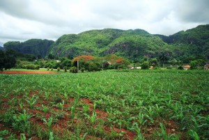 Cuba plantation