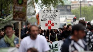 cannabis marche 2016