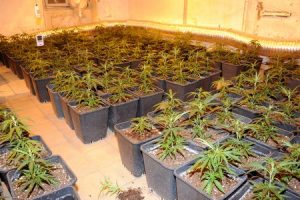 Cannabis ferme alfortville