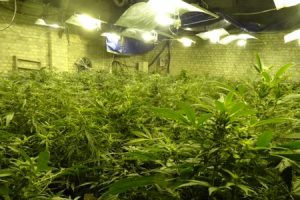 Cannabis demantele-calais