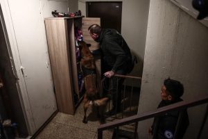 Un chien renifleur durant l'opération coup de poing à Marseille contre 15 points de deal de stups